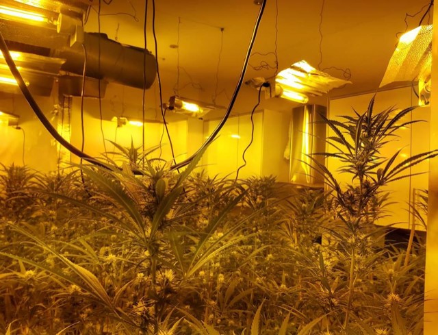 EssexPoliceUK's tweet image. Officers from @EPTendring remain on the scene of a large cannabis cultivation in #WaltonontheNaze.

We've seized 2,274 plants with an estimated value of up to £1 million.

Our enquiries are ongoing.