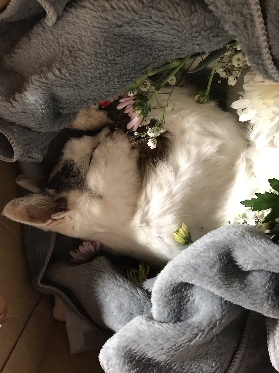 はな ｎｎｎ Nekohanapian Twitter