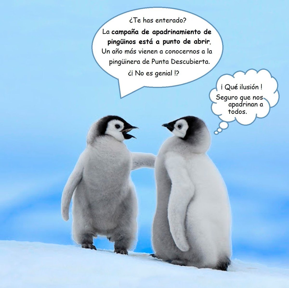 Antartica_ET's tweet photo. ⏰tik tak tik tak⏰

#CampañaDeApadrinamiento 🐧🐧 

#CampañaAntártica 🇪🇸 https://t.co/MP59LuUA1V