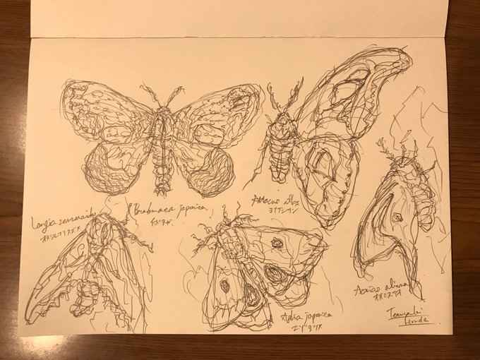 油絵　蛾 title ・ 【Event Information】 子どもたちが捕まえた、多種多様な蛾