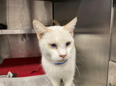 SiameseAngels's tweet photo. FLOTSAM a 1 year old unaltered male Flame Point #Siamese in Los Angeles, CA   ID#A1961162
https://t.co/JooRL2hJoS
#AdoptDontShop #AdoptMe #SoCal #BeautifulCats #RescueCats #LostCat #Foster https://t.co/xzM7ev6Dly