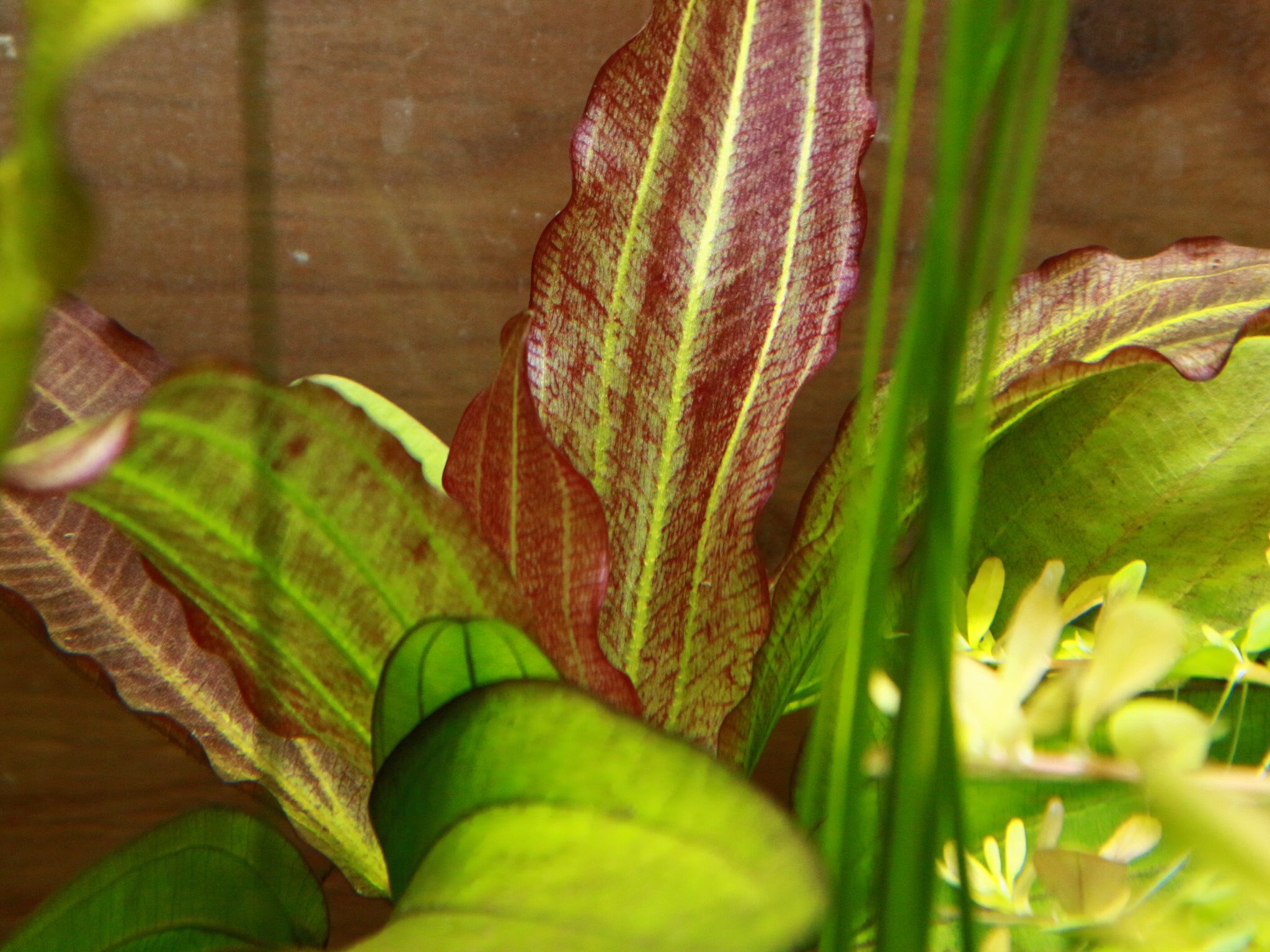 市ヶ谷フィッシュセンター 水草 園芸 エキノドルス スペクトラ アクアフルール社のエキノです 育成条件で幅広い色彩が楽しめる 有茎ともよく合います T Co Bncdd9ki29 エキノドルススペクトラ エキノドルス エキノドルス水槽 水草