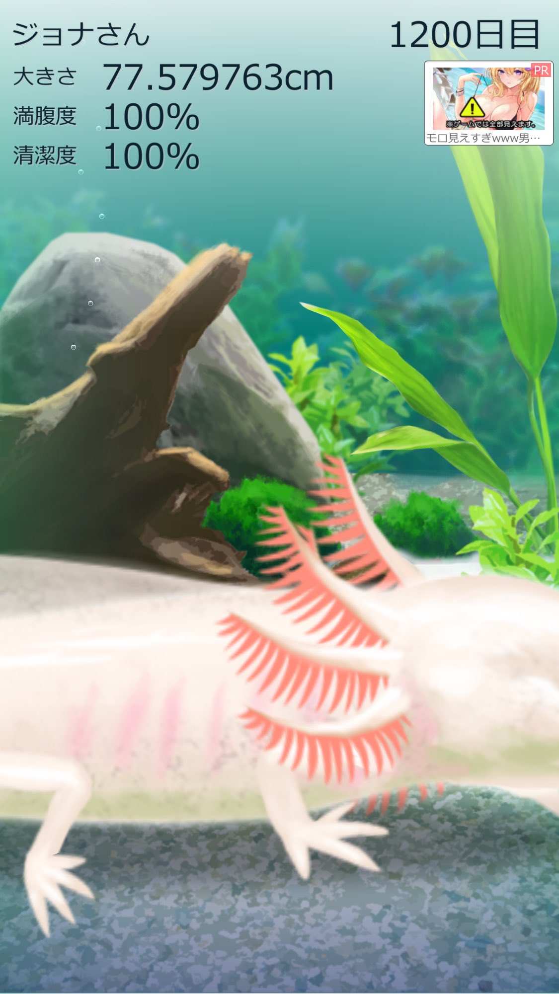 しえみりや 育成アプリ ウーパールーパーのジョナさんとマリモのボーマンダ君が10日目を迎えました 1回アプリが開かなくなって端末の初期化までした 生きててくれてよかった これからも一緒に生きていこうね T Co Pvj6ashl1n Twitter