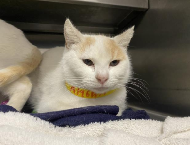 SiameseAngels's tweet photo. ATTINA a 3 year old unaltered female Flame Point #Siamese in Los Angeles, CA   ID#A1961171
https://t.co/yU9hgFyf4l
#AdoptDontShop #AdoptMe #SoCal #BeautifulCats #RescueCats #LostCat #Foster https://t.co/LttqUdohIt