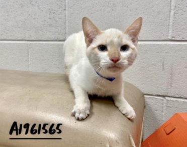SiameseAngels's tweet photo. SHERBERT a 5 month old spayed female Flame Point #Siamese in Los Angeles, CA   ID#A1961565
https://t.co/RSBzfDgk58
#AdoptDontShop #AdoptMe #SoCal #BeautifulCats #RescueCats #LostCat #Foster https://t.co/q8sM2xpjnY