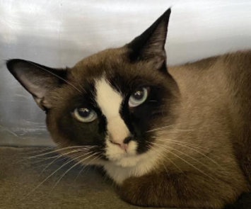 SiameseAngels's tweet photo. HECTOR a 1 year old neutered male Snowshoe #Siamese in Los Angeles, CA   ID#A1961664
https://t.co/jbVMkjzvQH
#AdoptDontShop #AdoptMe #SoCal #BeautifulCats #RescueCats #LostCat #Foster https://t.co/zqccsQlxEa