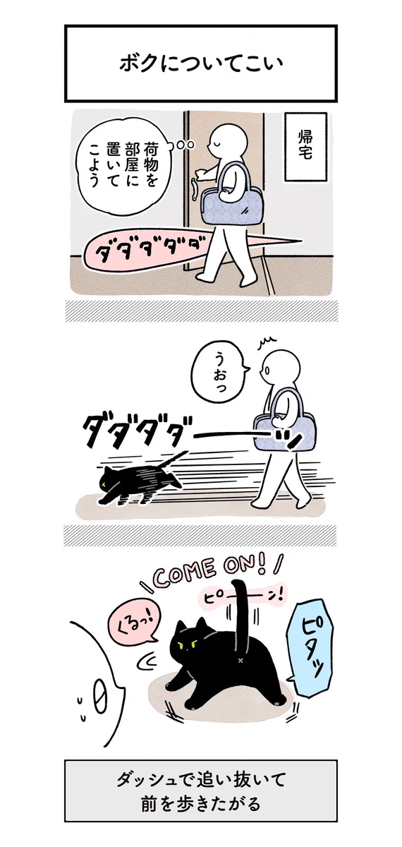 猫ってこういうとこある？帰宅すると急いで追い抜いて家の中を先導してくれるｗｗ