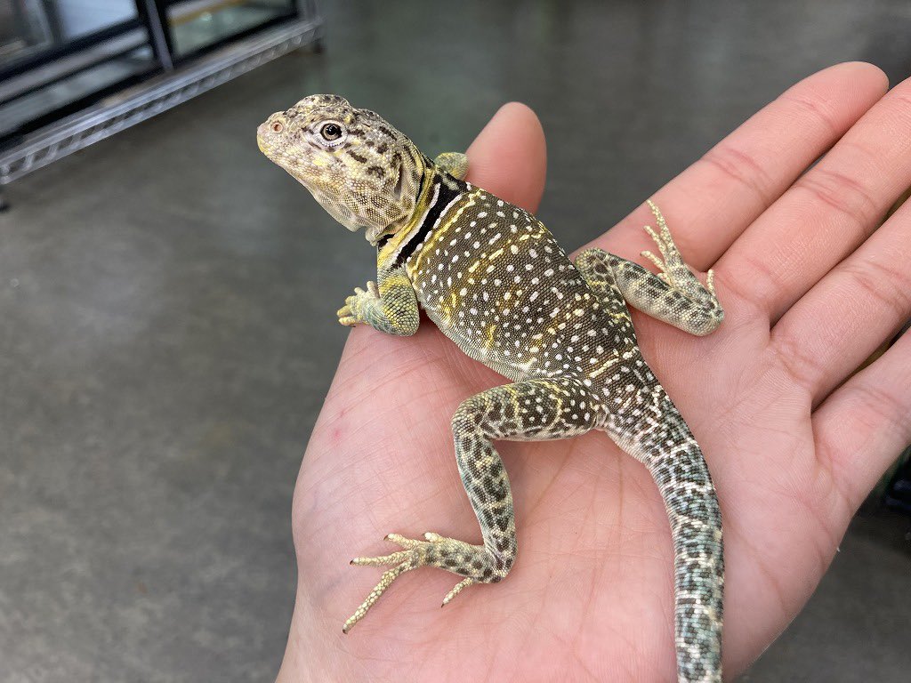 ペポニ みなと店 ブルークビワトカゲ入荷 砂漠の走り屋 昼行性でよく動く 岩場や流木で レイアウトすると 立体活動する姿が見られ 見ていて飽きないトカゲです クビワトカゲ みなとペポニ T Co Zhlju6qudt Twitter
