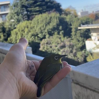 @tyomateee 廊下で拾ったメジロ☺️
すぐに元気に飛び立ちました
野菜の鳥との出会いは嬉しいですね〜 