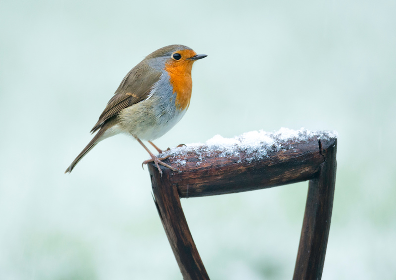 EssexWildlife's tweet image. Looking for some last minute eco gift ideas or worried about your carbon footprint this Christmas? Check out our top tips for a fun and sustainable day! 
ow.ly/TdPq50CvMdA
📸 Jon Hawkins