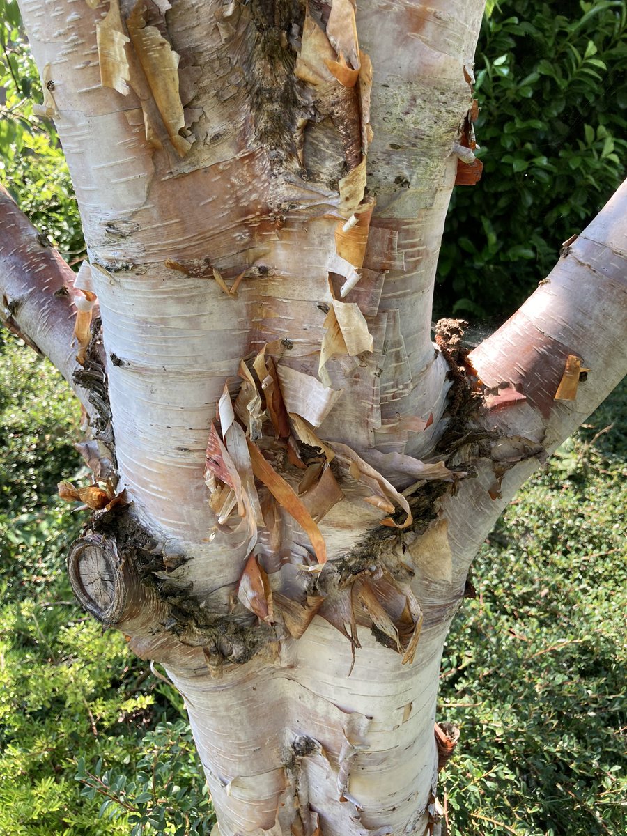 A bit of colour courtesy of the humble birch.