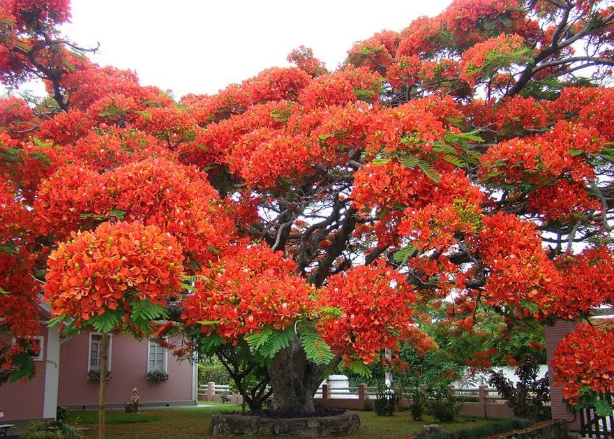 protonlala's tweet photo. 7. Delonix regia, Brazil. https://t.co/TlNFoQsVvY