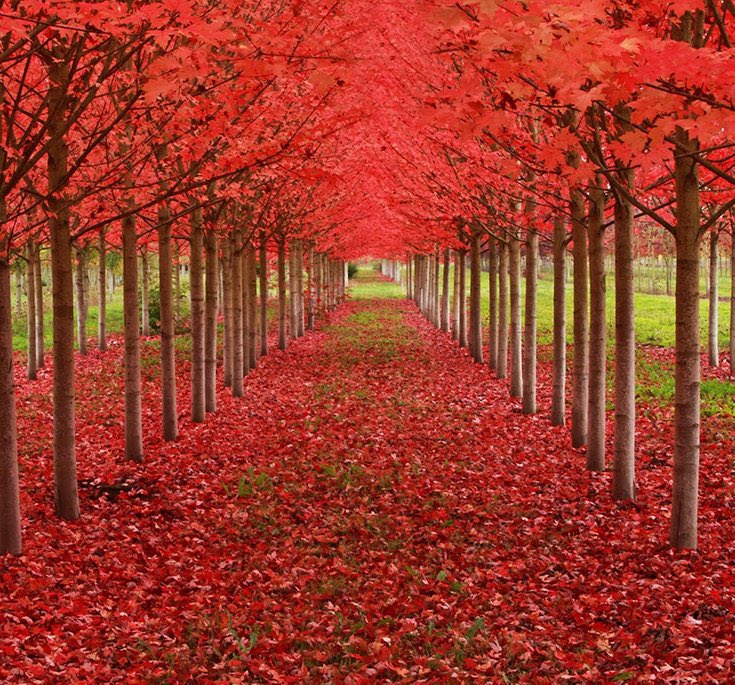 protonlala's tweet photo. 9. Terowong terhasil daripada pokok Maple, Oregon, Amerika Syarikat. https://t.co/N1KOlunGqx