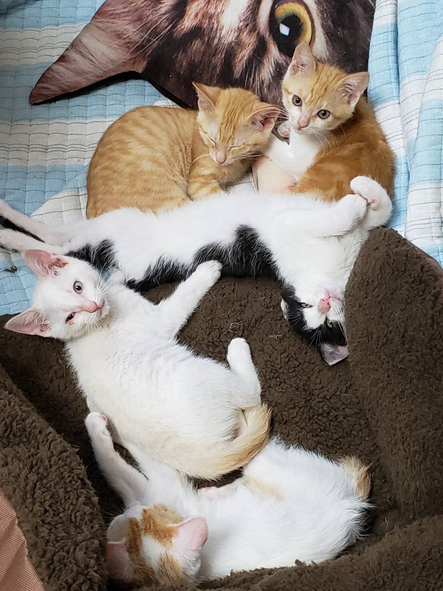 湘南ねこの会 On Twitter トイレもだいたいマスター カメラ目線はばっちりに成長しました 保護猫 こねこ ねこ好きさんと繋がりたい Https T Co Sssonz5efr