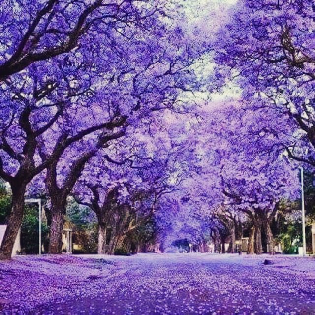 protonlala's tweet photo. 11. Pokok Jacaranda, Afrika Selatan. https://t.co/LoSTKkll7j