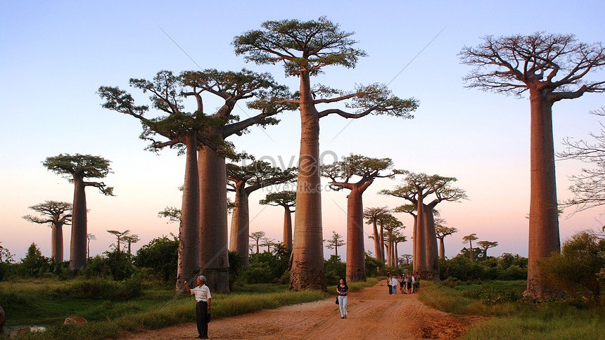 protonlala's tweet photo. 13. Pokok Baobab, Madagascar. https://t.co/Poha6L3sWX