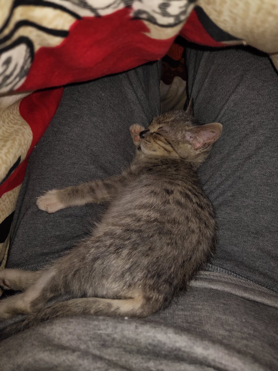 这只猫倒好，天天要到被窝里睡我身上，睡的特别香甜。