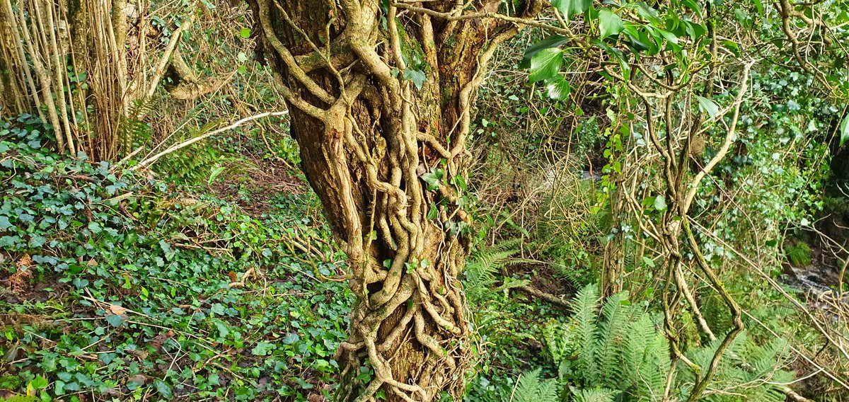 PoulaphucaPóll a' Phuca"The Hole of Ghosts"The dog went wandering off yesterday so I wandered after him, into this hidden valley.