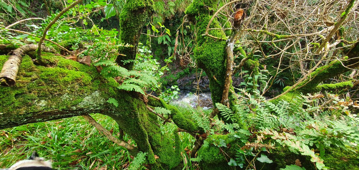 PoulaphucaPóll a' Phuca"The Hole of Ghosts"The dog went wandering off yesterday so I wandered after him, into this hidden valley.
