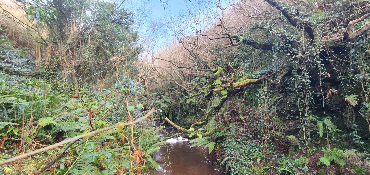 Sheer valley walls drop into a gorge from an otherwise fairly flat landscape.An accidental nature reserve.