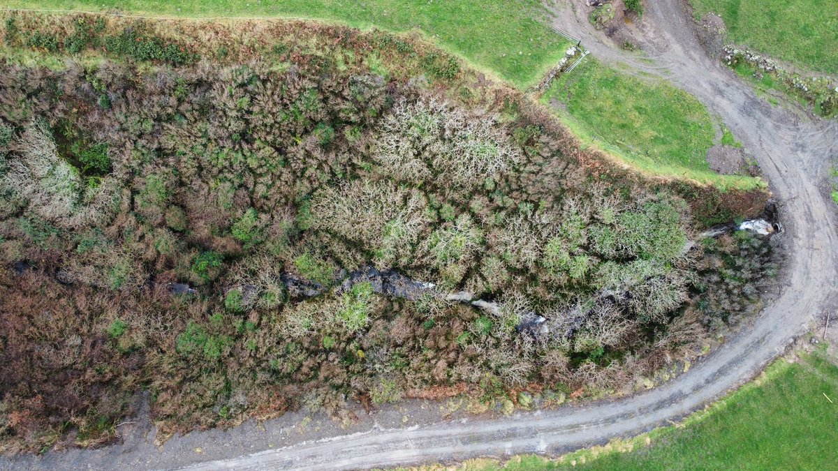 Mostly hazel, with Oak.Willow dominated the sun starved south wall.Gorse and blackthorn on the north side.Winds from all westerly directions are channeled up here, likely restricting growth.