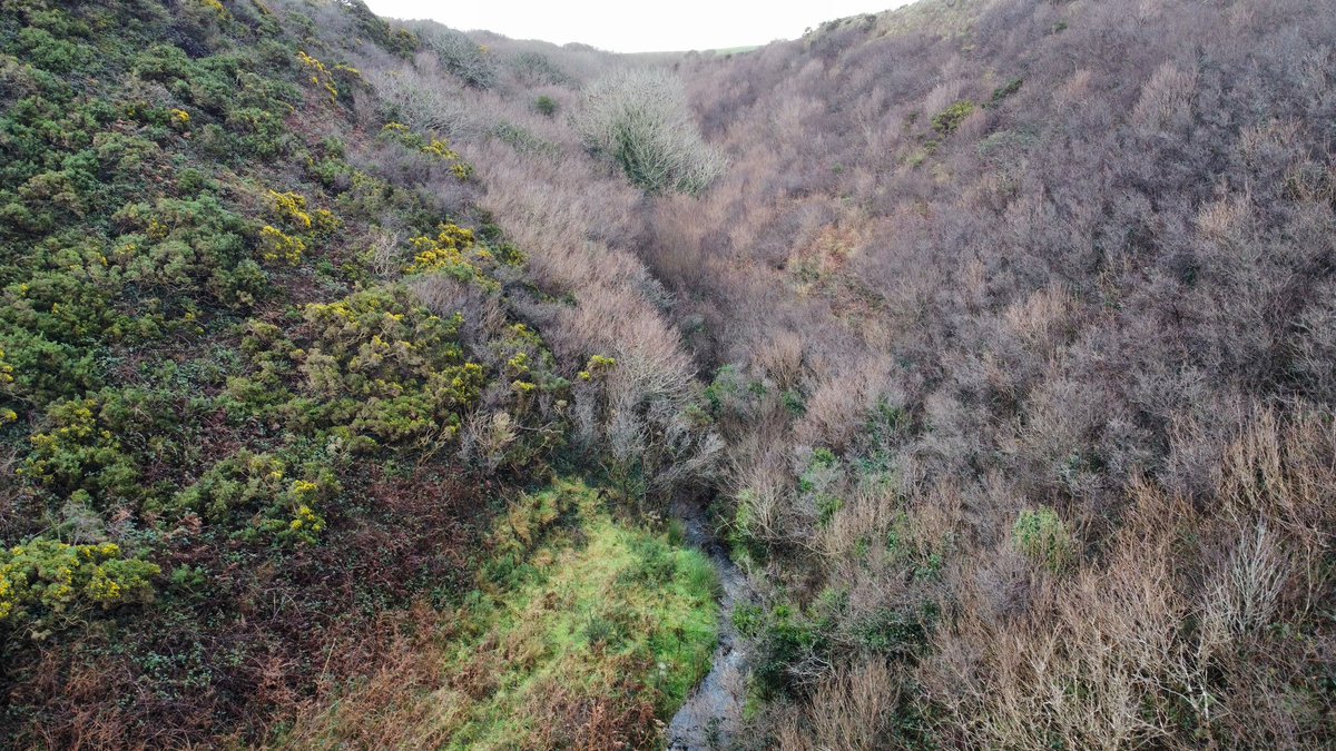 Mostly hazel, with Oak.Willow dominated the sun starved south wall.Gorse and blackthorn on the north side.Winds from all westerly directions are channeled up here, likely restricting growth.