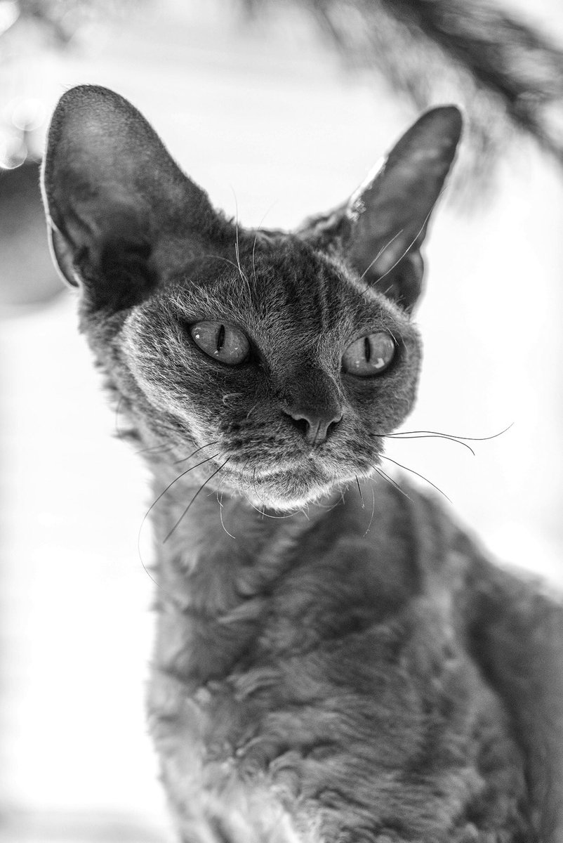 dnol72's tweet photo. #cat #devonrex Abbie https://t.co/doMNDrjUr8