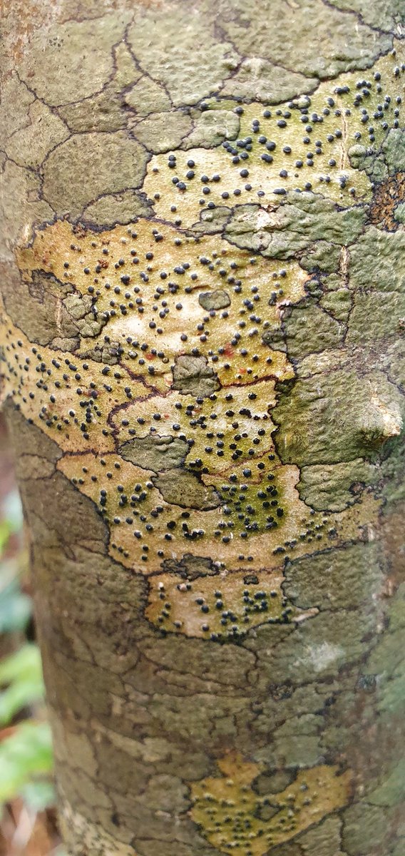 You could be fairly sure that many of woodland plants, lichens, fungi, liverworts and mosses (that would take so long to colonise a new greenfield woodland) are already here and ready to expand.