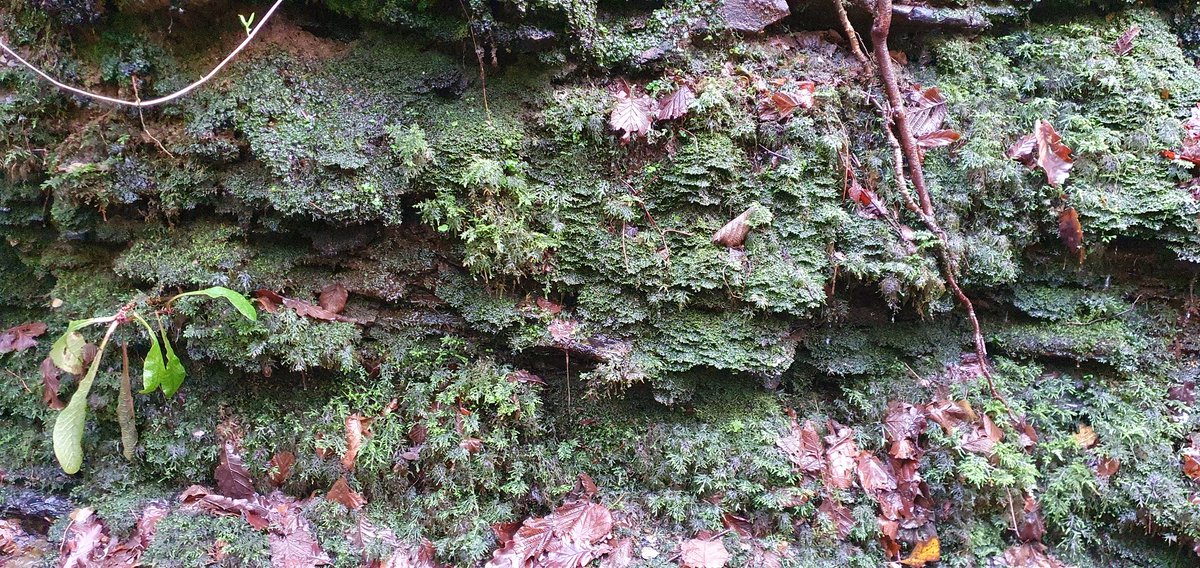 You could be fairly sure that many of woodland plants, lichens, fungi, liverworts and mosses (that would take so long to colonise a new greenfield woodland) are already here and ready to expand.