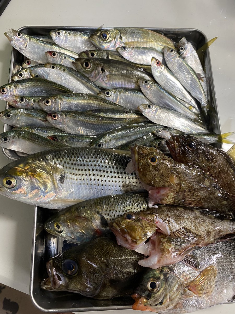 ユウイチロー 釣り納めしてきました ウミタナゴが歌舞伎風でした 朝マズメアジ1匹 夕まずめアジ2匹 泳がせで大物 青物をキャッチするその日まで また来年頑張ります 東京湾 相模湾縛りで堤防泳がせブリキャッチいつか叶えます