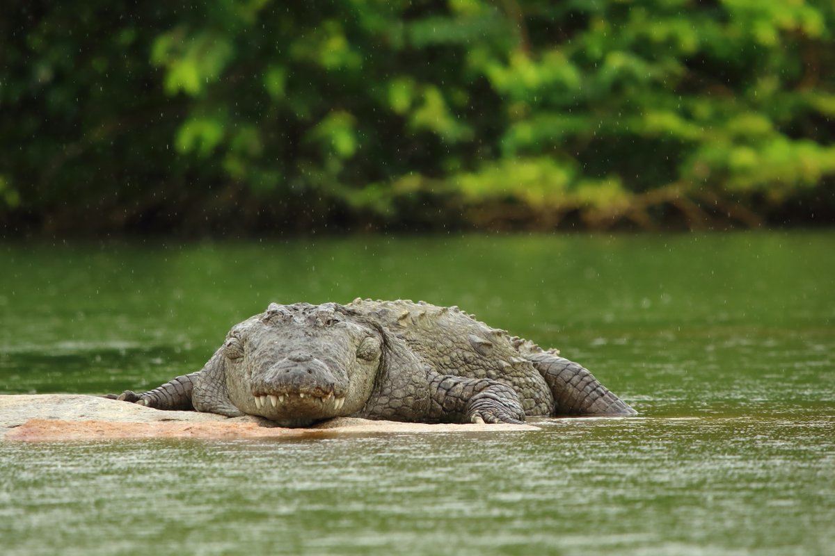 UNEP's tweet photo. #DYK which animal species is back in the Indian 🇮🇳 Bhuki river after a massive plastic clean-up?

↪️ Plastic waste &amp; its irresponsible disposal have an adverse impact on our flora, fauna and land water systems.

ℹ️ Remember that every action has an impact #ForNature.

#CleanSeas https://t.co/ylZ3zKPP5k