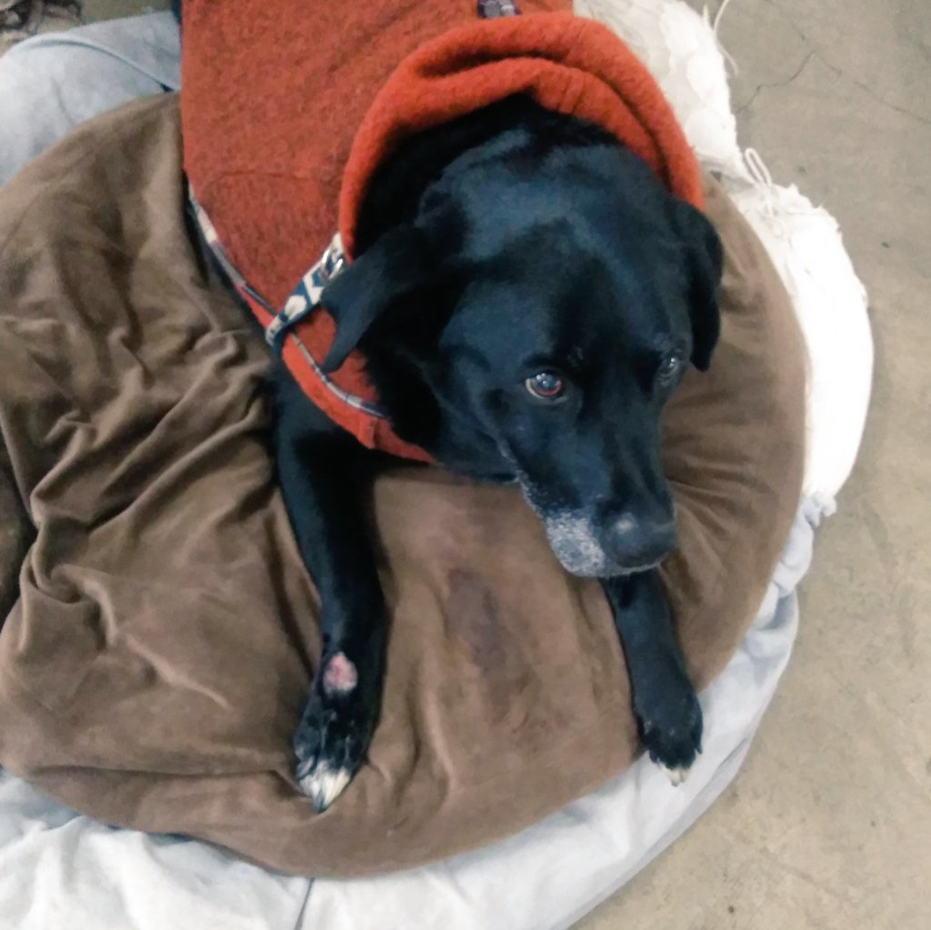 寝起きが特に舐める