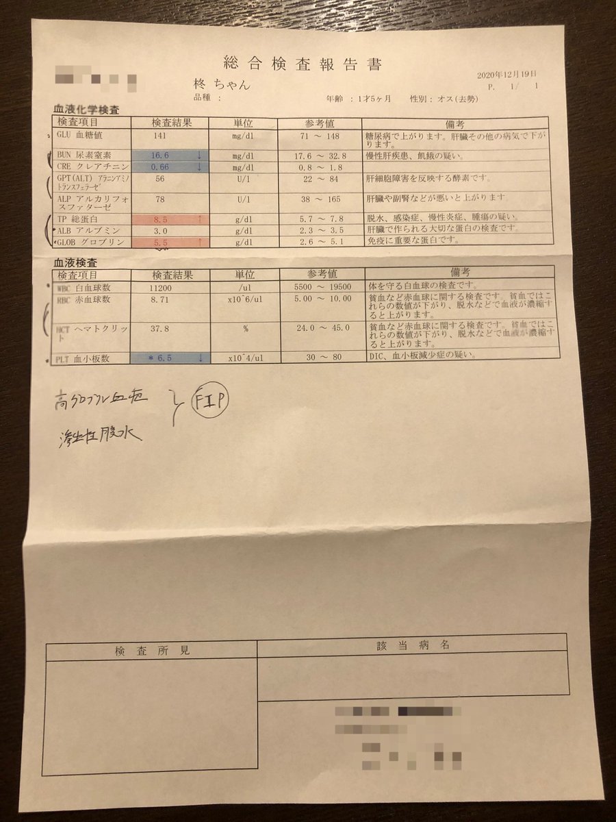 ヤム 年12月16日fip診断 Yam Cham Twitter