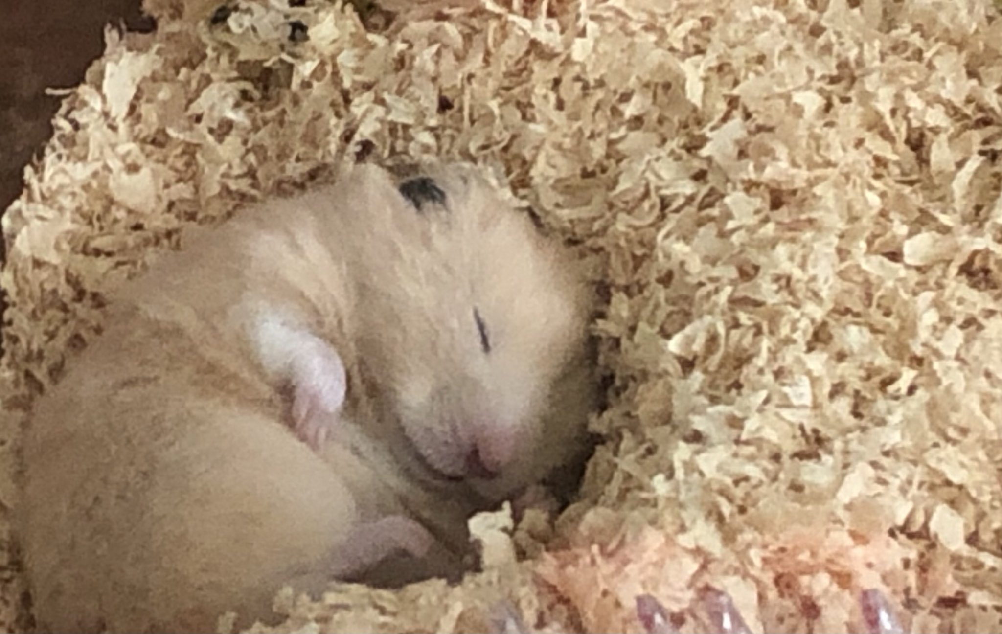 ちゃぼたん すやぁ いつもはごめん寝をしてるけど 珍しく横向きで寝てる ハムスターのいる生活 キンクマ T Co Xv3zzvxyzr Twitter ちゃぼたん すやぁ いつもはごめん寝をしてるけど 珍しく横向きで寝てる ハムスターのいる生活 キンクマ T Co Xv3zzvxyzr Twitter