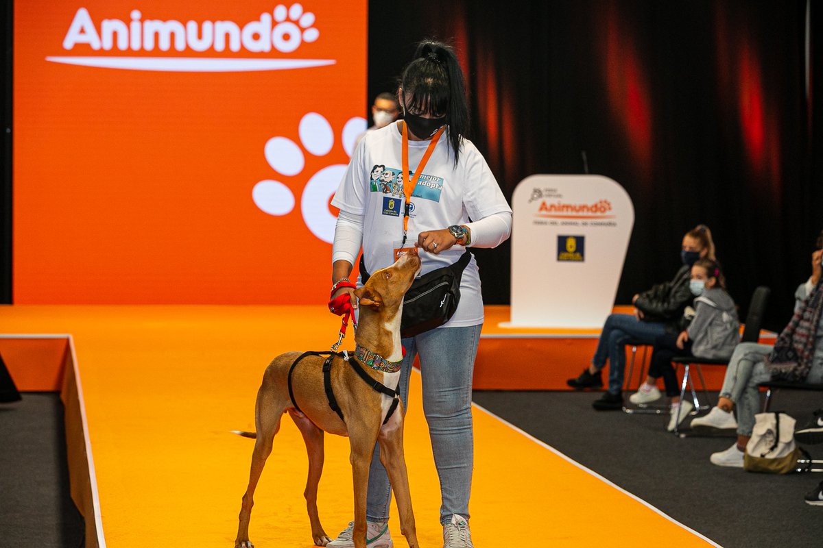infecar's tweet photo. Todavía estás a tiempo de conseguir tu entrada presencial para venir a #Animundo 2020, la primera Feria Virtual del Animal de Compañía🐶🐱, y emprender un nuevo camino con uno de nuestros peludos. https://t.co/xaeCGImpdD