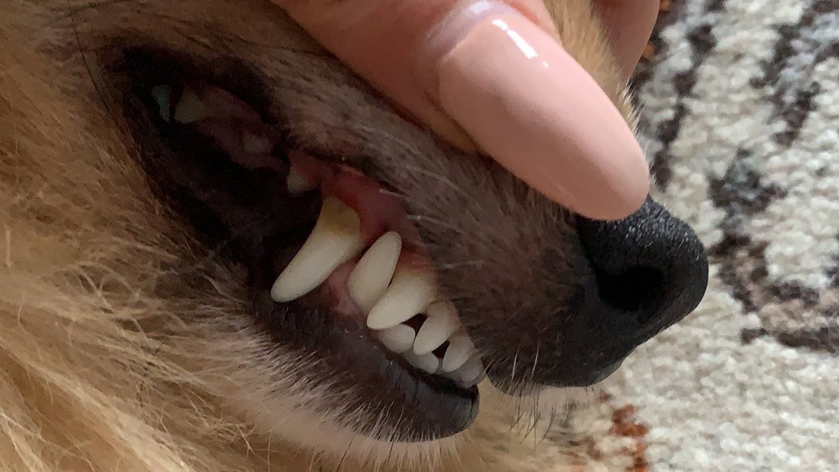 AfraDaoud's tweet photo. @vet_amma Hello! Could you advise on how often I should brush my boy’s teeth please? He’s a 2yo German Spitz. P.s. I give him dental sticks every night. https://t.co/1fCLzDXhxs