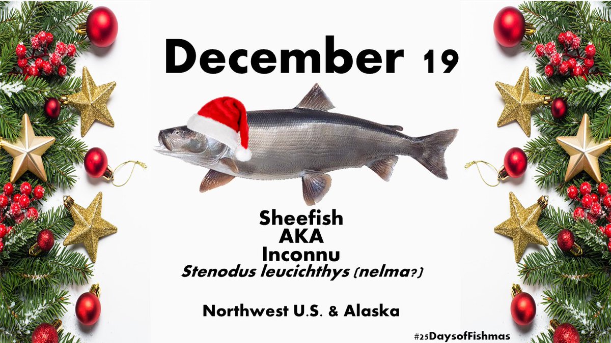 The name “sheefish” comes from the Yup’ik + Iñupiaq peoples who call them “shees” - they’re also called inconnu (from the French "poisson inconnu" literally: “unknown fish”) because when European explorers saw it for the first time, they didn’t know what it was  #25DaysofFishmas