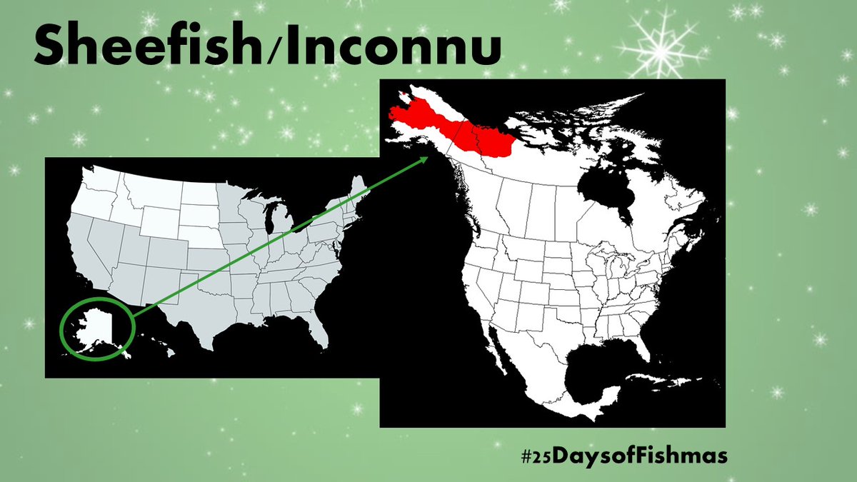 The sheefish’s range includes the Arctic and sub-arctic regions of NW North America where they’re largely concentrated in rivers within two major river basins: the Yukon and Mackenzie. They're also found in North America's deepest lake (Great Slave Lake)  #25DaysofFishmas