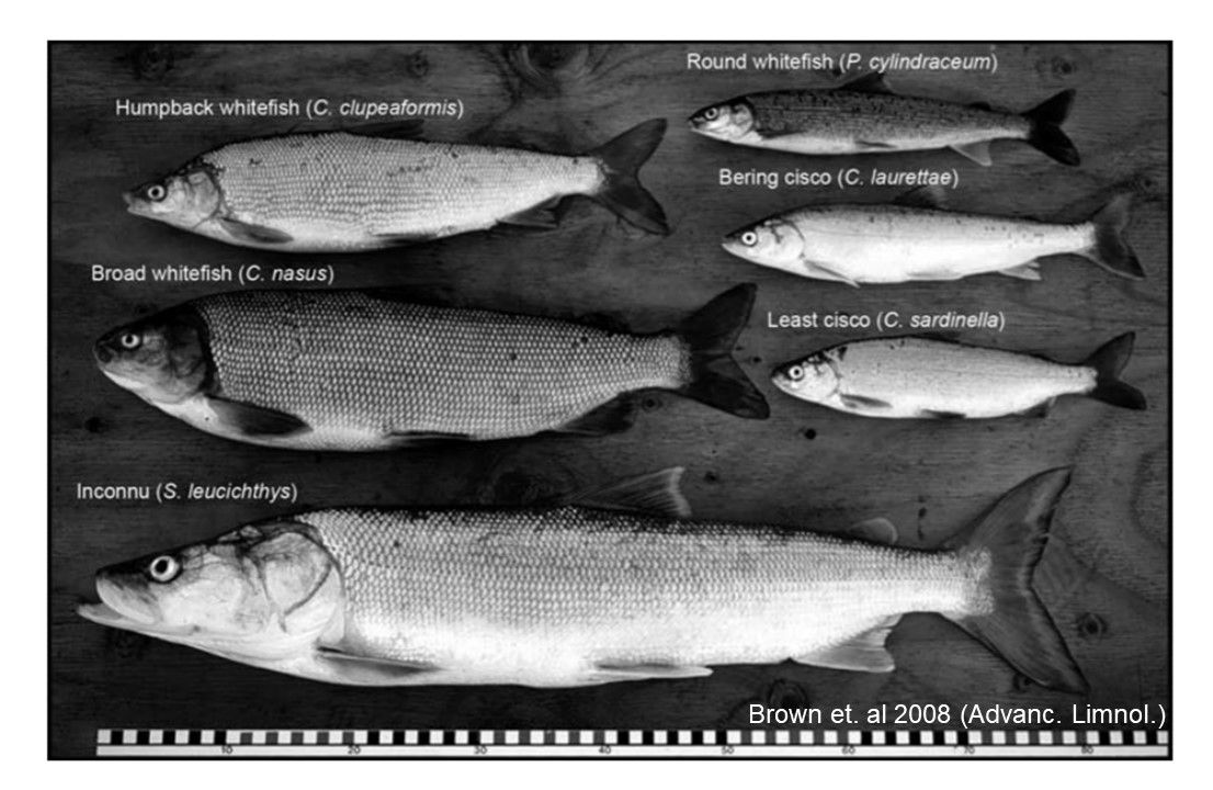 The sheefish/inconnu is the largest of all whitefishes (Coregoninae, which are relatives of salmon + trout). In some coastal areas, they grow to 42 in (1 m) long + weigh up to 60 lbs (27 kg), but those in Interior Alaska rarely exceed 25 lbs (11 kg)  #25DaysofFishmas