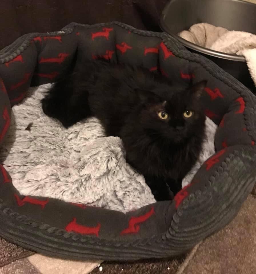 HenrysHaven's tweet photo. Can we get to 1000 followers ? Our founding member and all round gorgeous boy Henry has one Christmas wish . Please retweet and follow and let’s hit 1000 before the new year . #Caturday #CatsOnTwitter #AdoptDontShop https://t.co/vvgM9DvDia