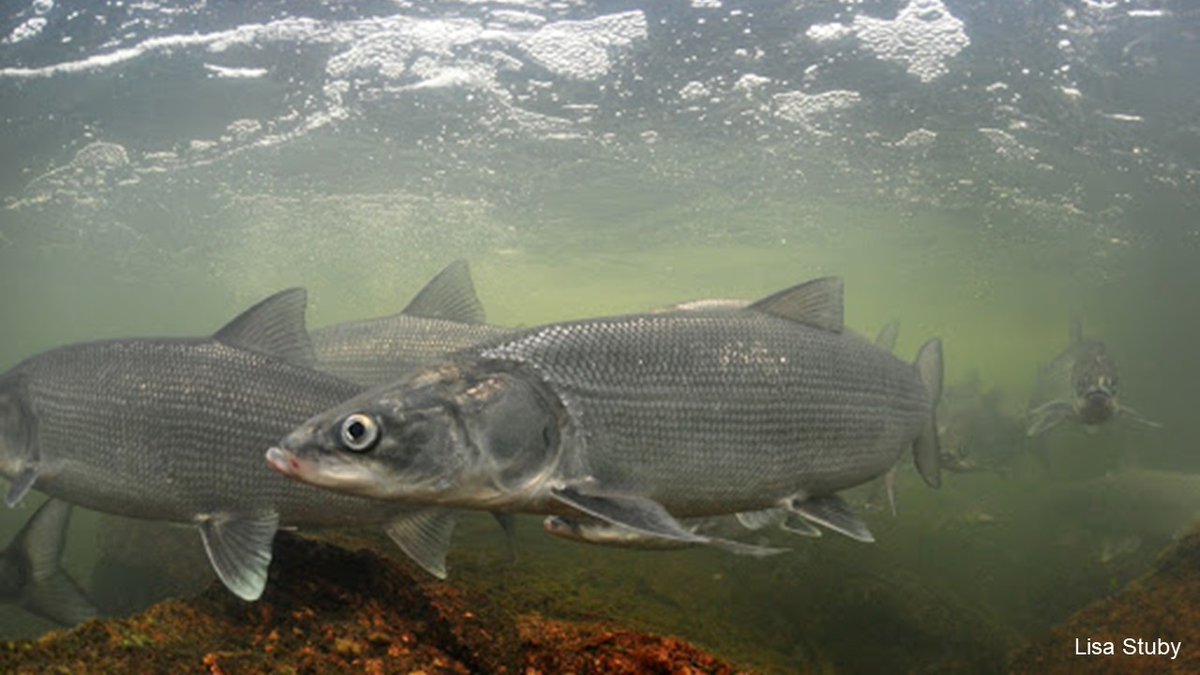 Sheefish in coastal areas spend part of their lives at sea, before returning to freshwater streams to spawn - but, they don't have to! In inland lakes like the Great Slave Lake in the Northwest Territories, they remain in freshwater throughout their lives  #25DaysofFishmas