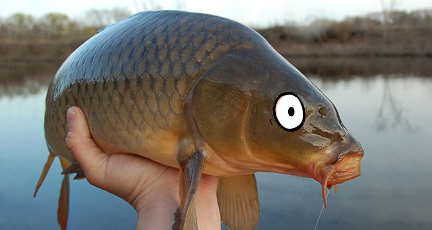 IglooLane's tweet photo. carp https://t.co/Tc4fVcQJ3m