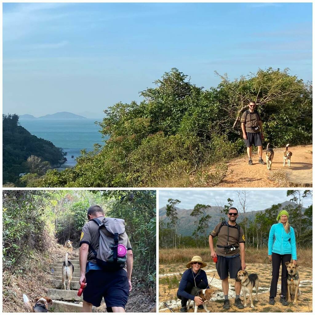 Today we finished our #lantautrail adventure with stage 12, #puio back to #muiwo ! And our frenemie Salvadore was waiting halfway to pounce on us & join us, with his mommy @lulupoppinz , for the last bit ! #frenemies #hikingwithdogs #鳳凰徑 #Ruby_sht #Flanders_sht #adoptdontsho…