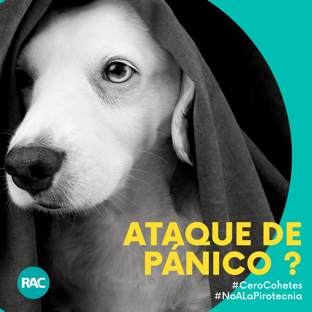 apoyocanino's tweet photo. Sabes lo que es un ataque de pánico?  Has sufrido uno?
Estos ataques se comparan a lo que pueden sufrir los animales durante eventos de pirotecnia. 
Te invitamos a celebrar sin hacerle daño a otras especies. #NoALaPirotecnia #CeroCohetes https://t.co/M6GRK713cT