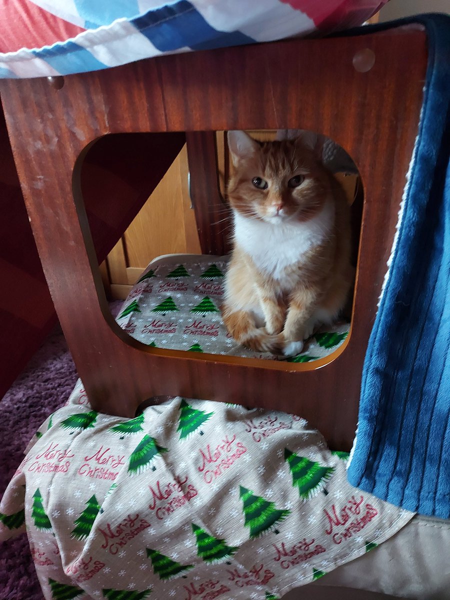 DundonianCat's tweet photo. Made a den/blanket fort for our youngest one. Someone else has claimed it #fudgee https://t.co/SKdRxkKvML