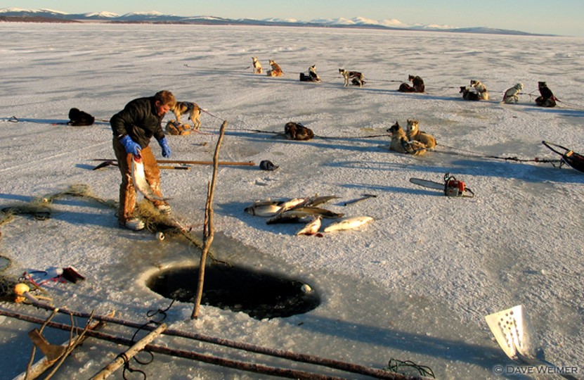 Sheefish are a valuable subsistence resource for rural communities, particularly as a source of fresh fish prior to the start of Pacific salmon runs. They’re traditionally eaten raw, dried (Iñupiaq: paniqtuq), frozen (quaq), or fermented (tipliaqtaaq)  #25DaysofFishmas