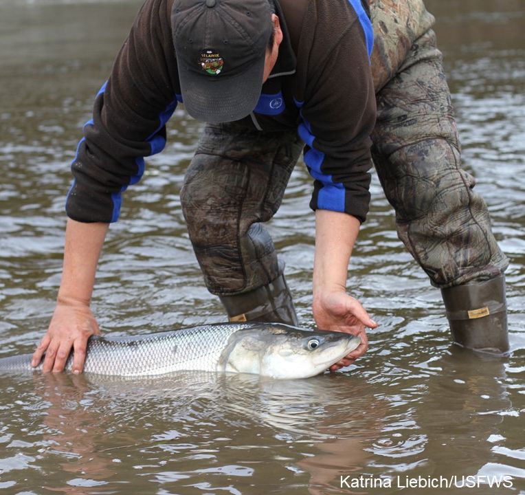 Melting permafrost can release sediment into the rivers that sheefish call home - this may cause problems for the species in the future because that sediment fills in the spaces in between gravel where their eggs settle  #25DaysofFishmas (:  @Liebichthy)  https://www.fws.gov/alaska/sites/default/files/2019-12/AK%20Fisheries%20Tech%20Report_2019_110.pdf