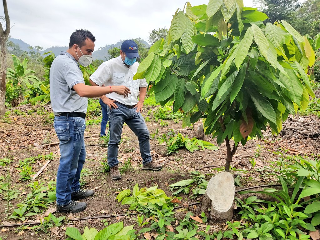 Agricultura Coordinación Zona 4 (@agricultura_cz4) on Twitter photo El Gerente del proyecto de Reactivación Café y Cacao del <a href="/AgriculturaEc/">Agricultura y Ganadería Ecuador 🇪🇨</a> <a href="/prubioch/">Patricio Rubio Ch</a>, visitó fincas de cacao en la parroquia Quiroga del cantón #Bolivar, donde se trabaja en rehabilitación de fincas improductivas bajo la modalidad de cambio de copa con materiales de clones del alto El Gerente del proyecto de Reactivación Café y Cacao del <a href="/AgriculturaEc/">Agricultura y Ganadería Ecuador 🇪🇨</a> <a href="/prubioch/">Patricio Rubio Ch</a>, visitó fincas de cacao en la parroquia Quiroga del cantón #Bolivar, donde se trabaja en rehabilitación de fincas improductivas bajo la modalidad de cambio de copa con materiales de clones del alto