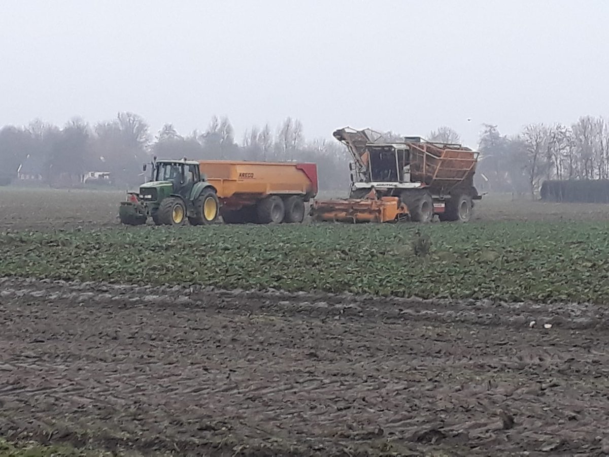 JeroenWinter's tweet photo. Vorige week de laatste oogstwerkzaamheden afgerond met het rooien van koolrapen in relatief mooie omstandigheden wat gevolgd werd door de ploeg. Deze week ook al volop kunnen afleveren. #vergetengroente #groningseknollen https://t.co/Rfei08Kd4W