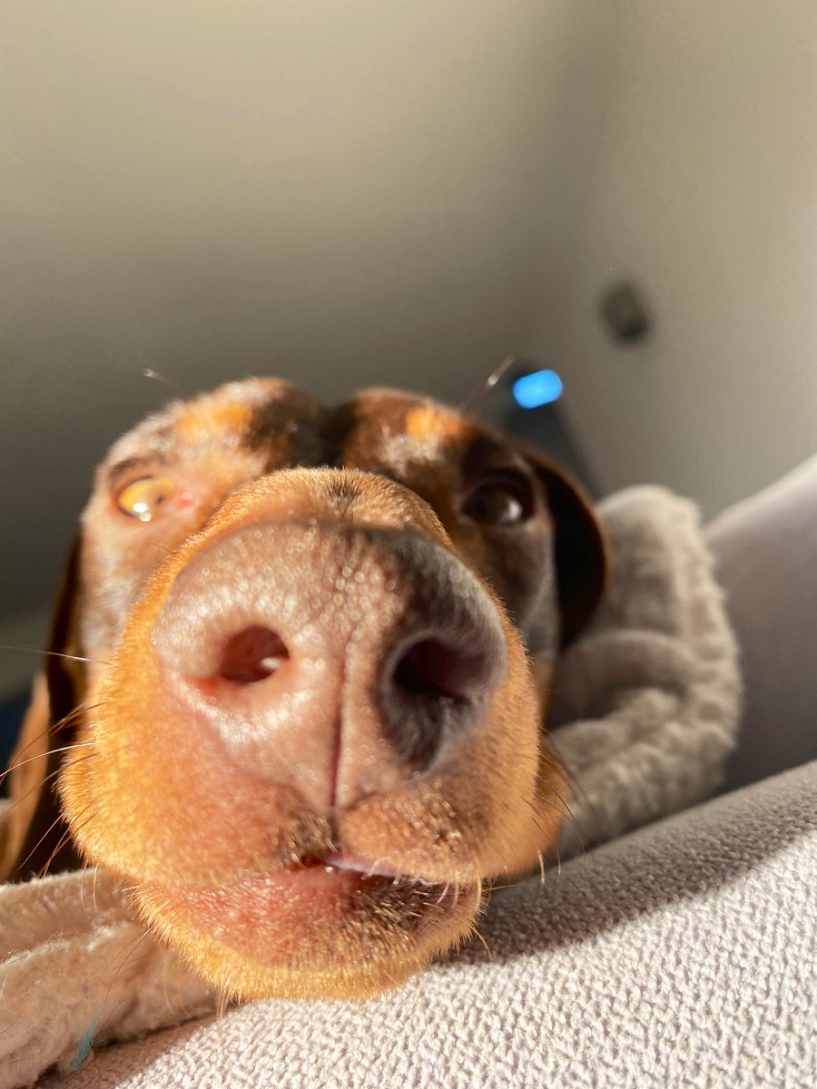 Steve and Stan-Stan The Sausages tweet media